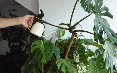 Jak zadbać o rośliny w domu?