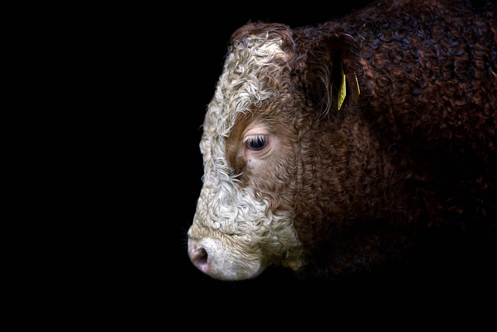 Krowa z mięsnej farmy (Fot. Getty Images)