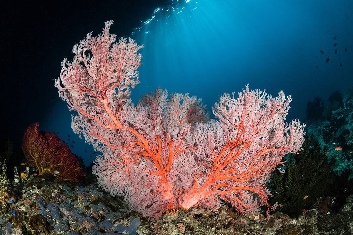 Rafa koralowa w Indonezji