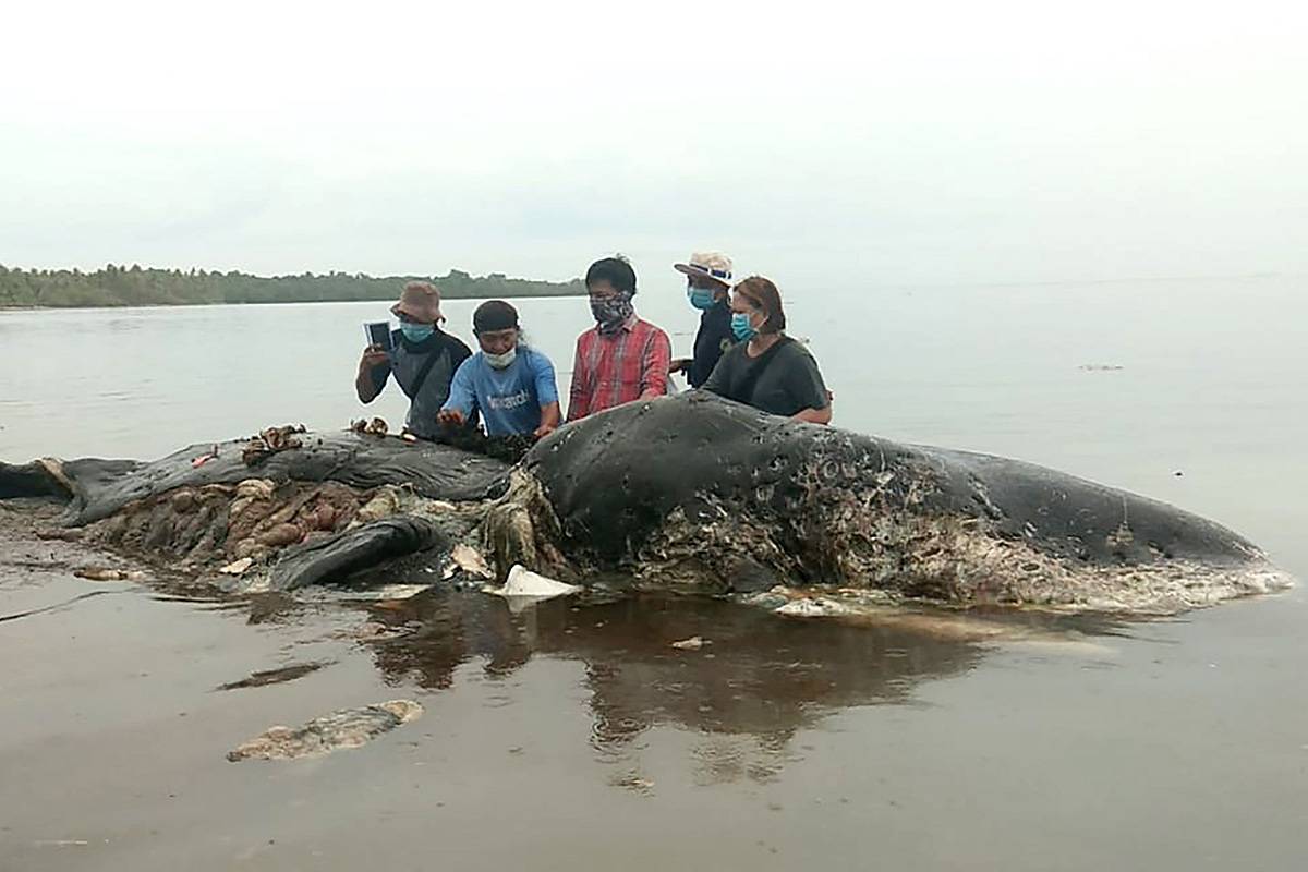 Martwy wieloryb na plaży w Sulawesi