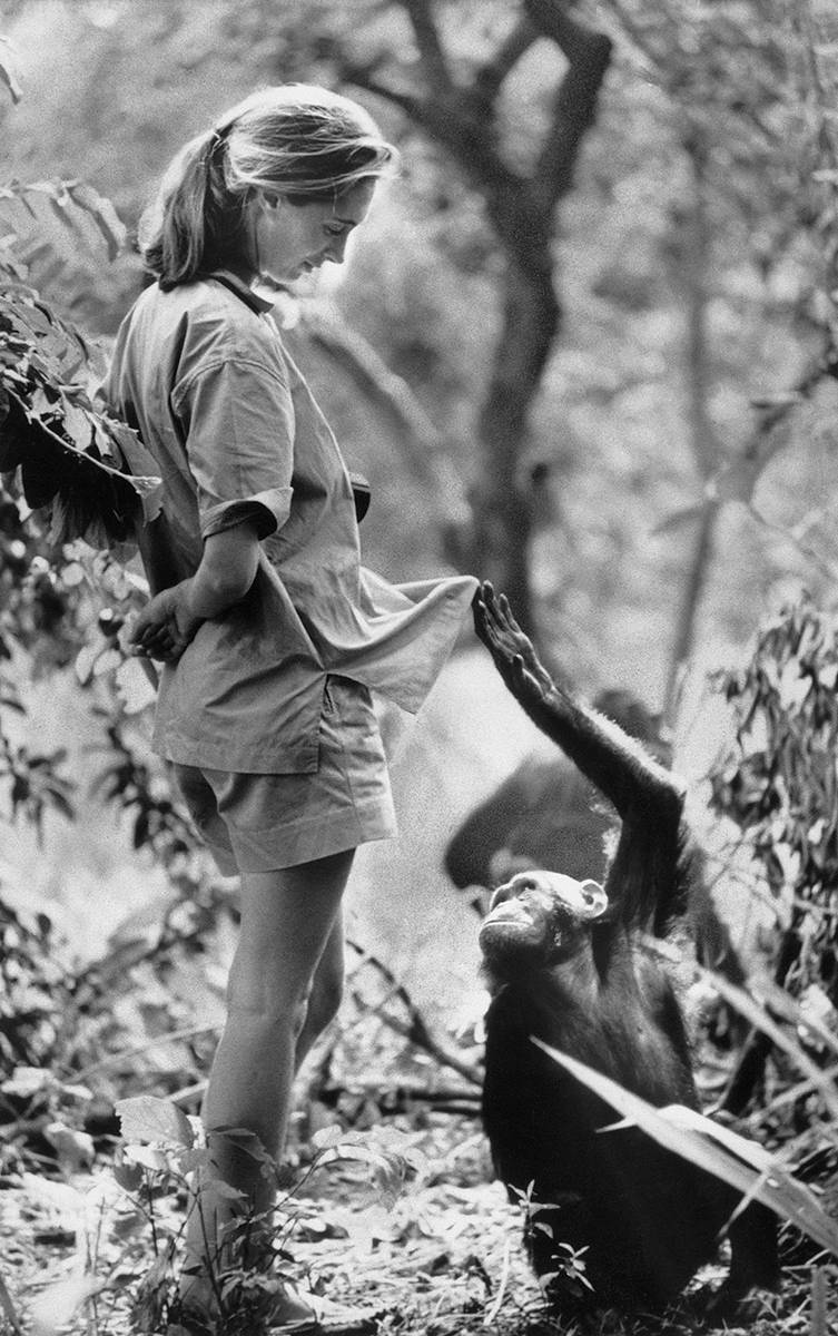 Jane Goodall (Fot. Apic/Getty Images)