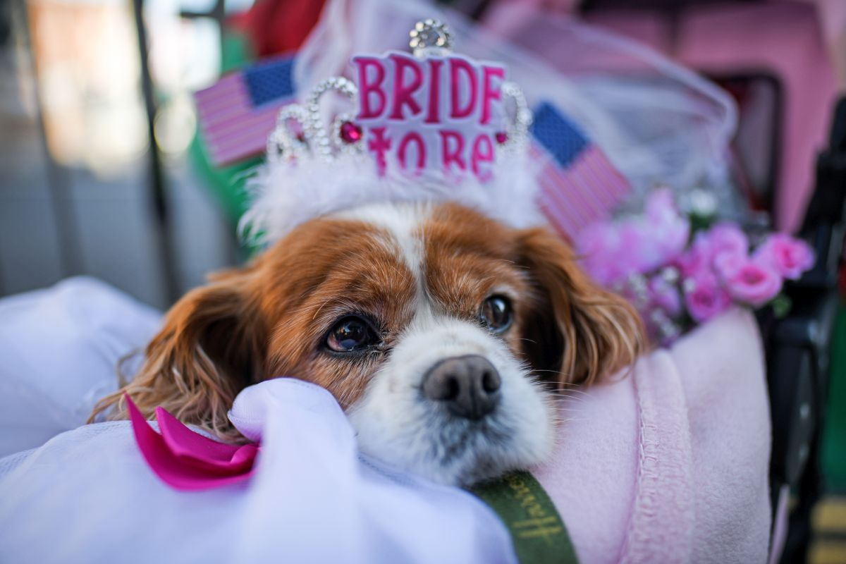 Przygotowania do Royal Wedding (Fot. Jeff J Mitchell, Getty Images)