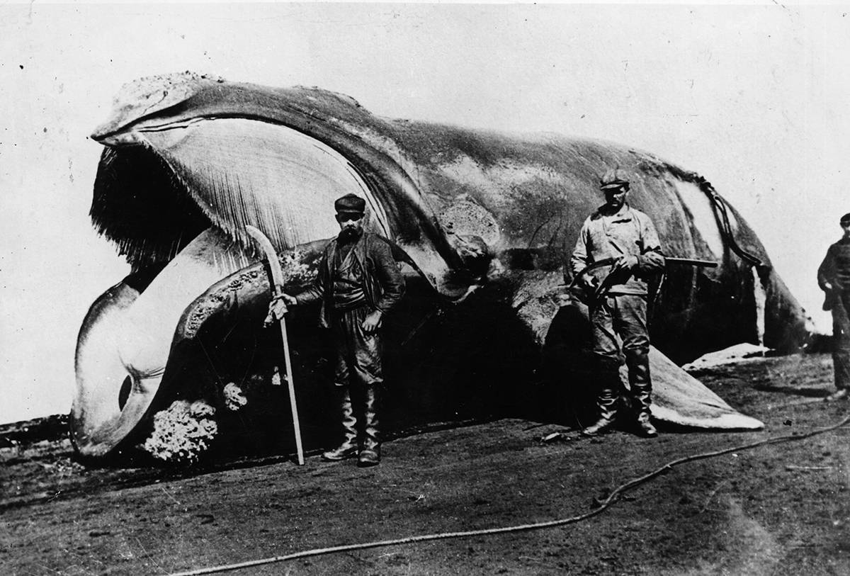 Kłusownicy z wielorybem, ok. 1900 roku