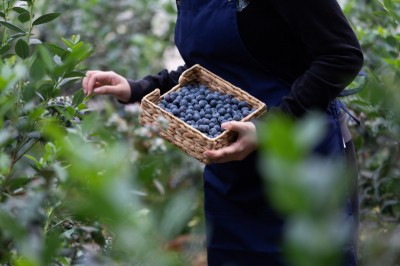 Borówka amerykańska to jeden z niezastąpionych superfoodów w diecie