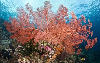 Kolor koralowca