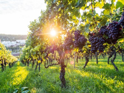 Wino dla ciebie i twojej skóry