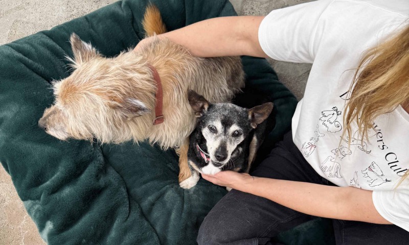 Marka Bizuu organizuje akcję Dog Lovers Club