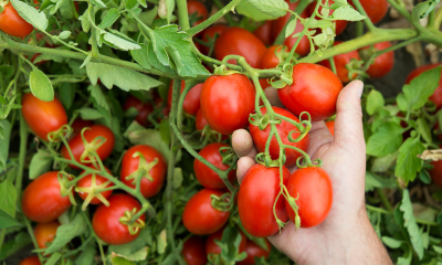 Pomidor sercem włoskiej kuchni