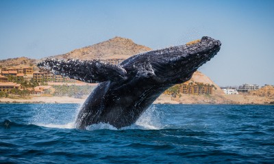 Organizacje działające na rzecz mórz i oceanów