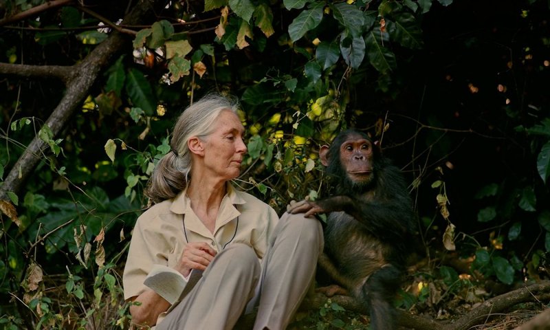 Jane Goodall, badaczka nazywana „panią od szympansów”, całe życie walczy o prawa zwierząt
