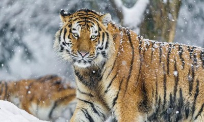 Książka tygodnia: John Vaillant, „Tygrys. Na tropie rosyjskiej bestii”