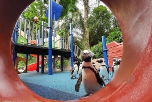Pingwin afrykański Zoo w Singapurze, (Fot. Materiały prasowe)