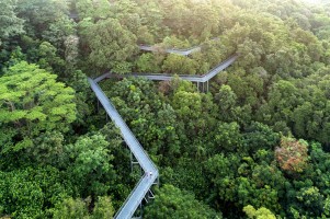 Ścieżki piesze w koronach drzew w Telok Blangah Hill Park, (Fot. Materiały prasowe)