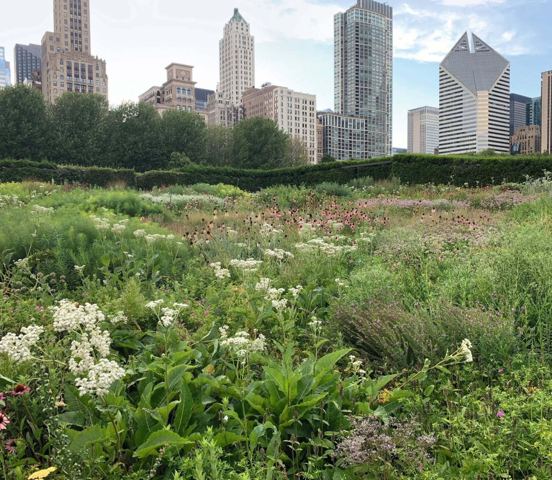 Lurie Garden w Millennium Park, Chicago.