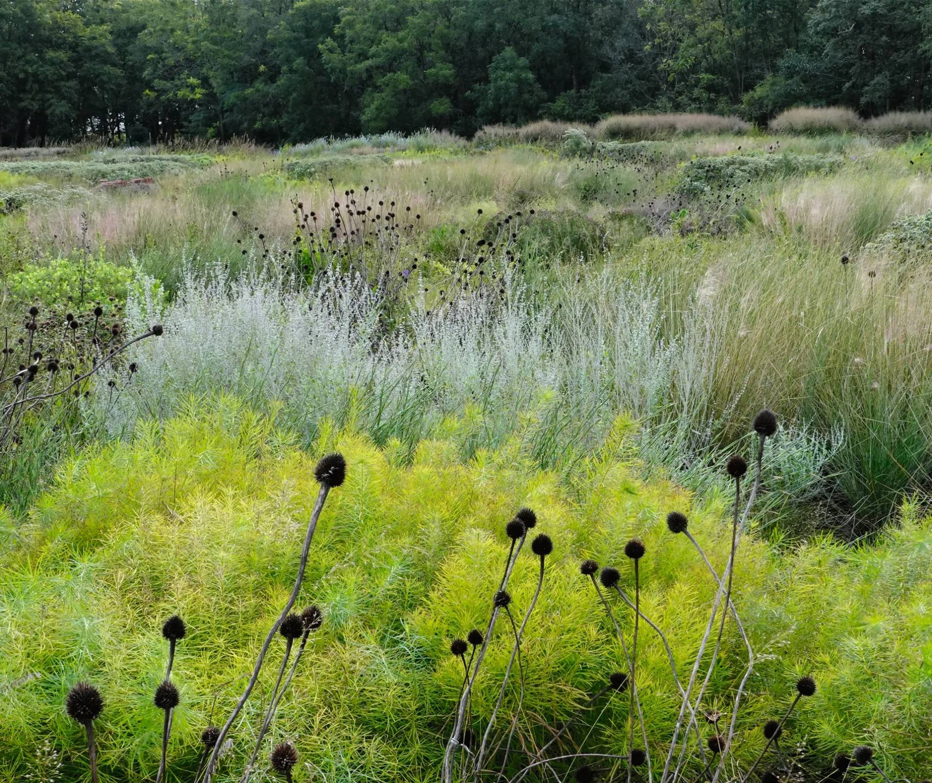 Efektowna jeżówka blada w ogrodzie botanicznym w Delaware, USA.
