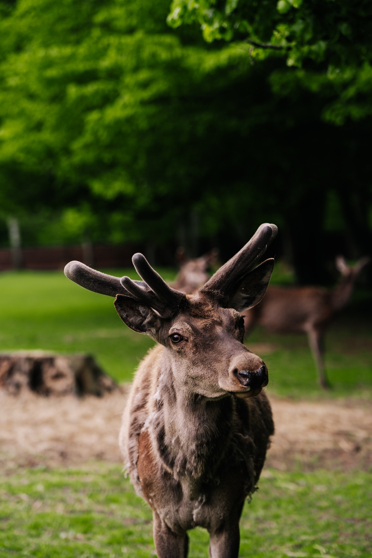 Puszcza Białowieska