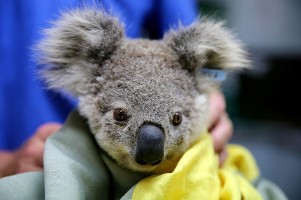 Miś koala uratowany z pożaru w Australii., (Fot. Getty Images)