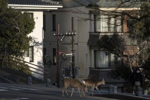 (Fot. Tomohiro Ohsumi/Getty Images)