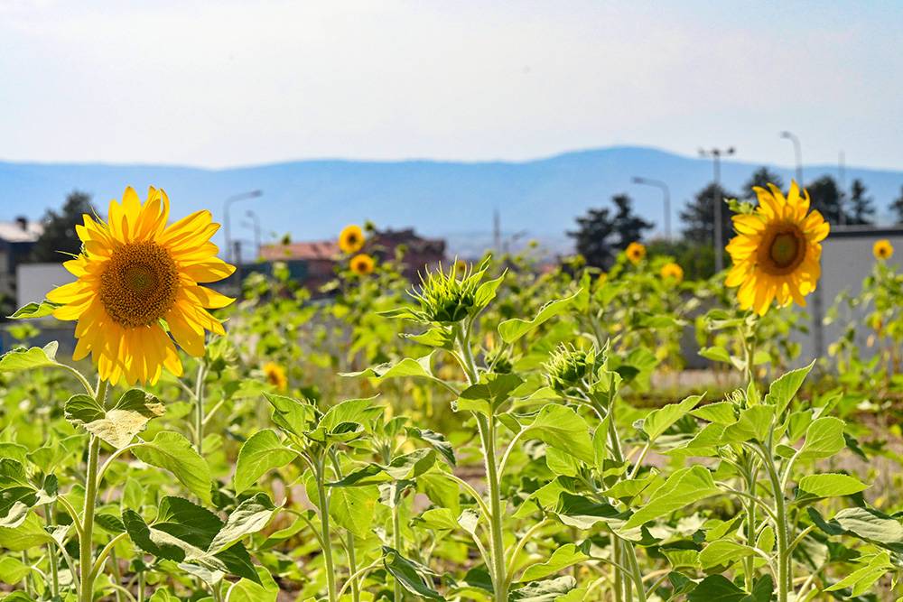 Agnes Denes, Sunflower Fields, Fot. Materiały prasowe