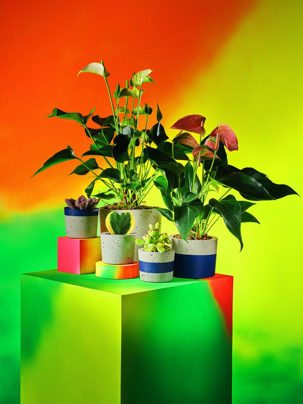 Grow Raw, Fot. Materiały prasowe