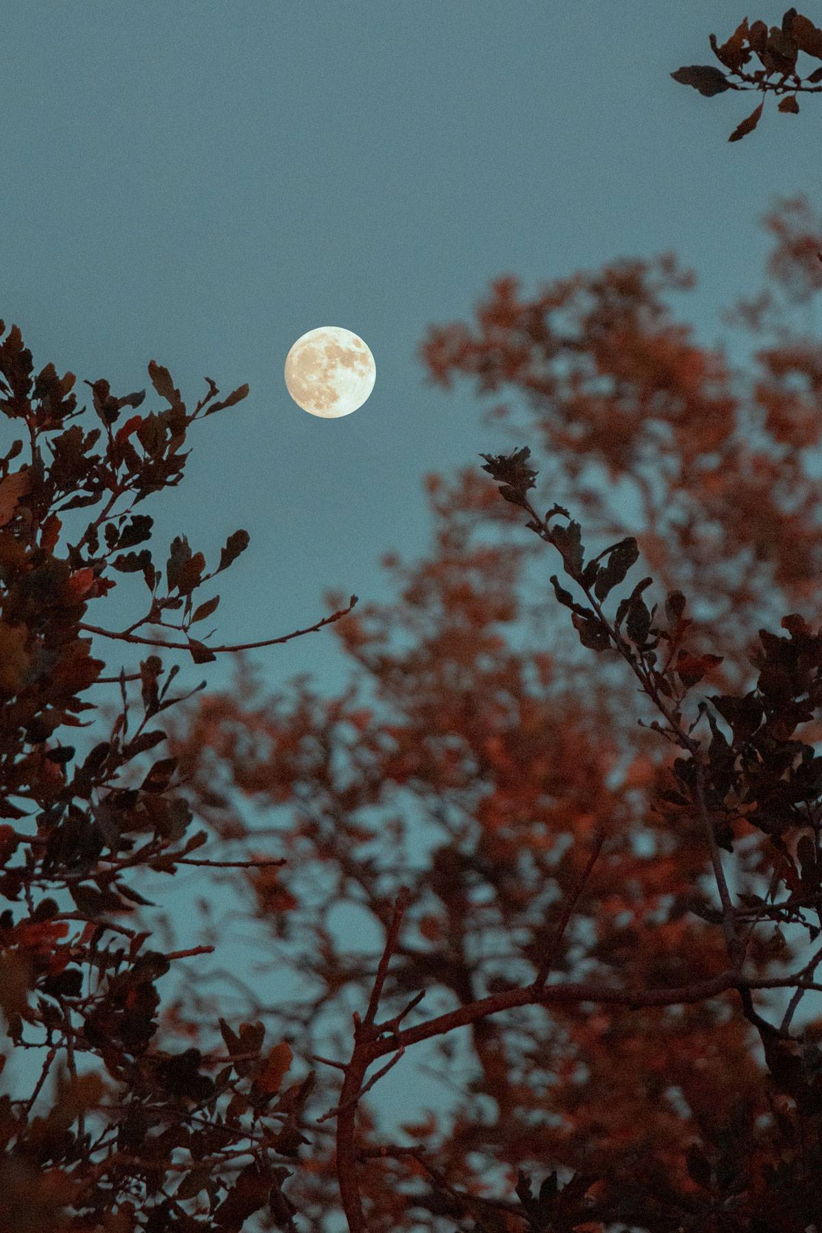Pełnia księżyca / (Fot. Griffin Wooldridge / Unsplash)