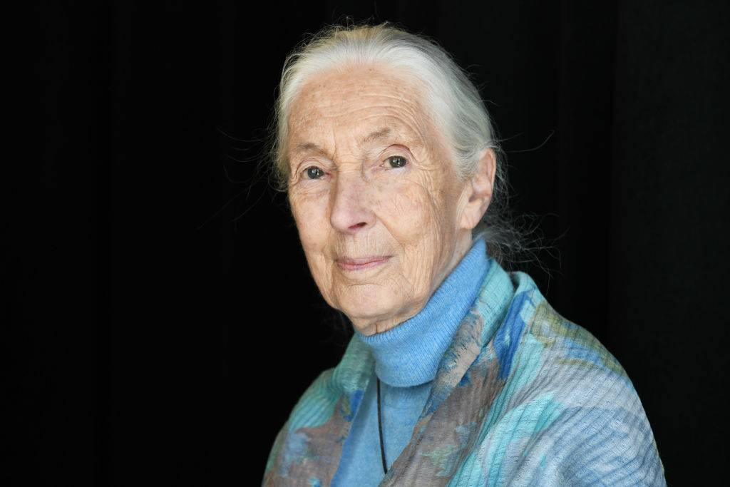 Dr Jane Goodall (Fot. Craig Barritt / Getty Images)