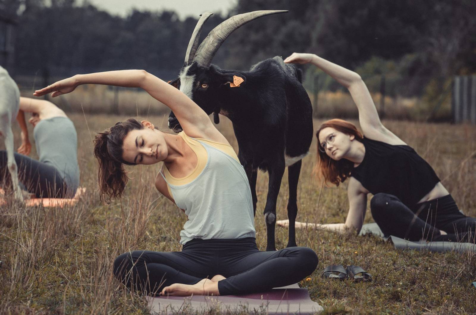 Goat Yoga