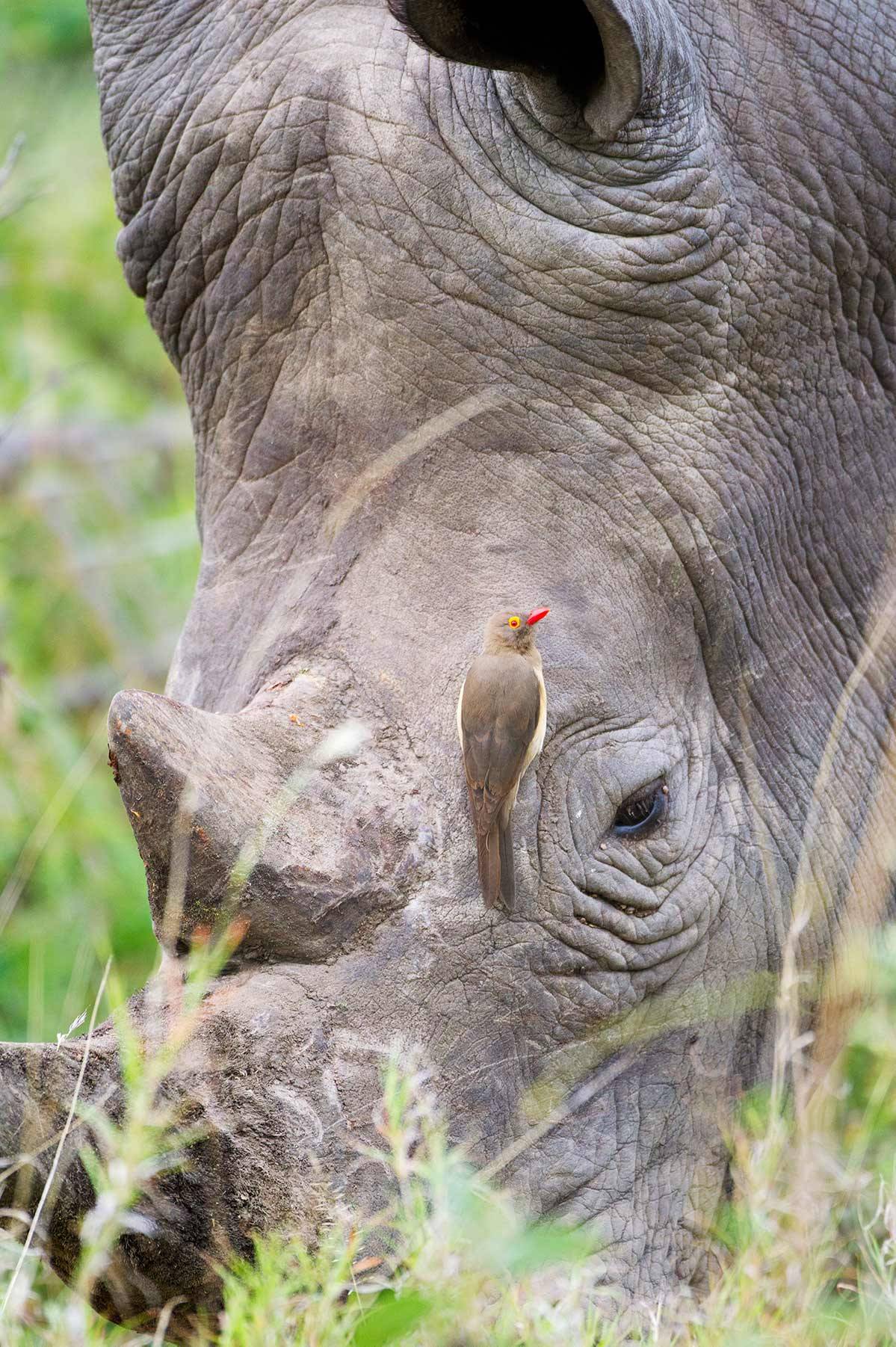 Nosorożec biały północny (Fot. Getty Images)
