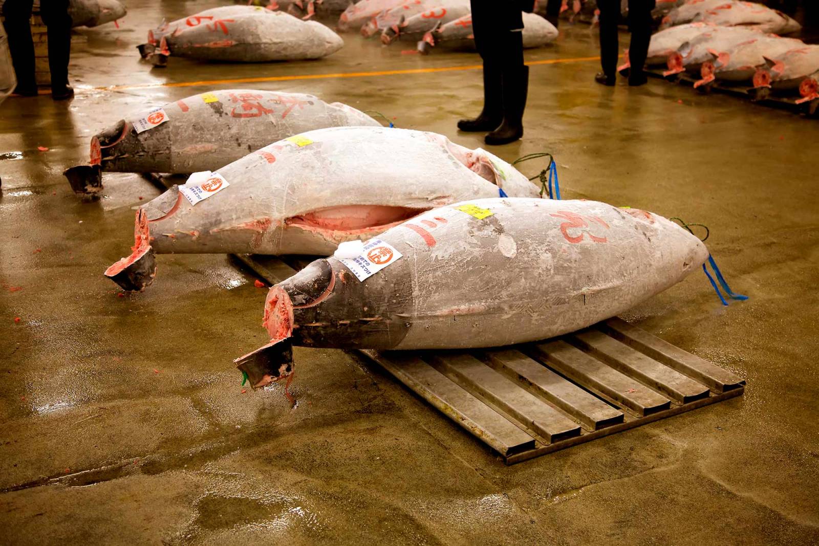 Targ Tsukiji, Tokio (fot. Marka / Contributor)