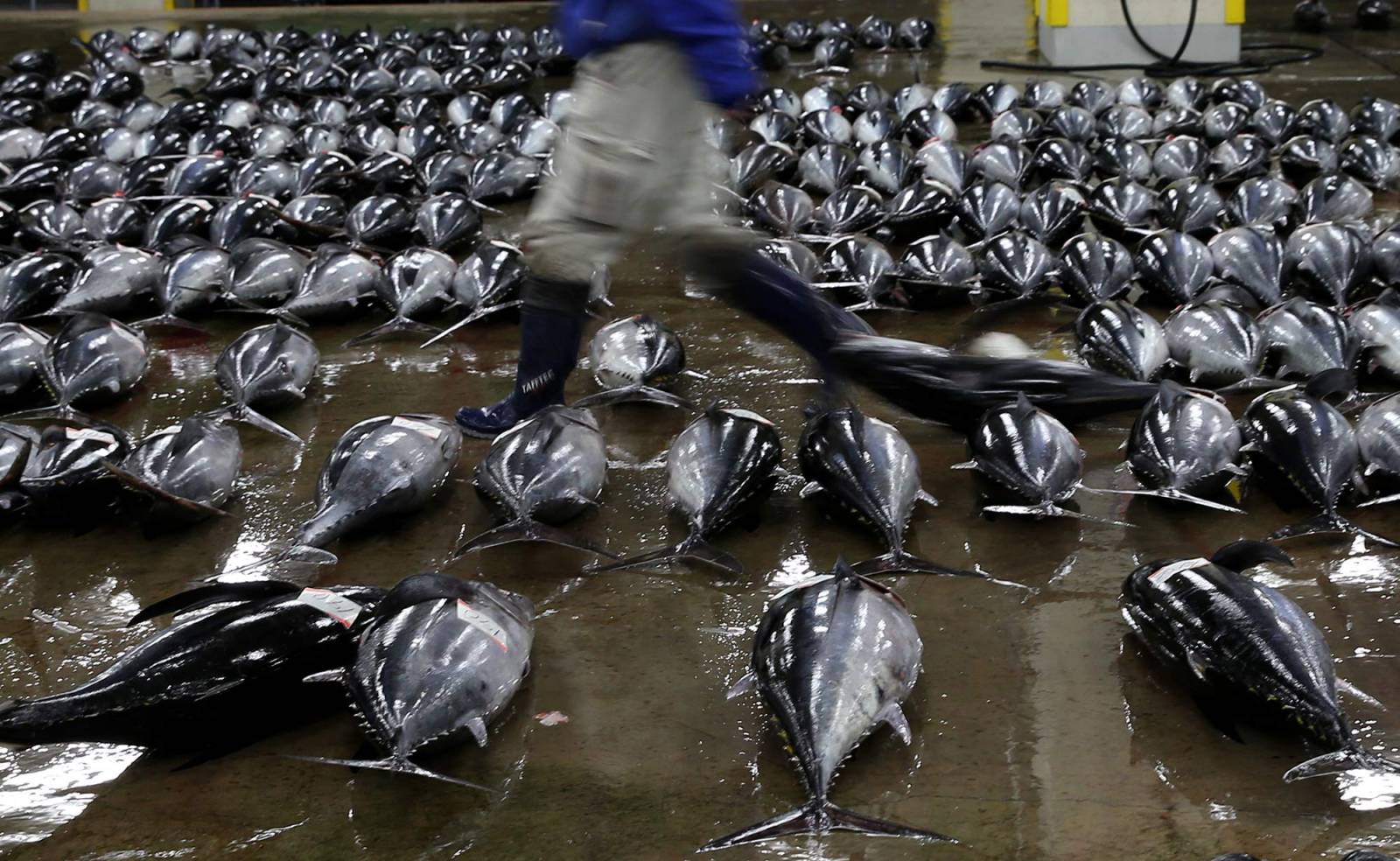 Targ Tsukiji, Tokio (fot. Buddhika Weerasinghe/Stringer)