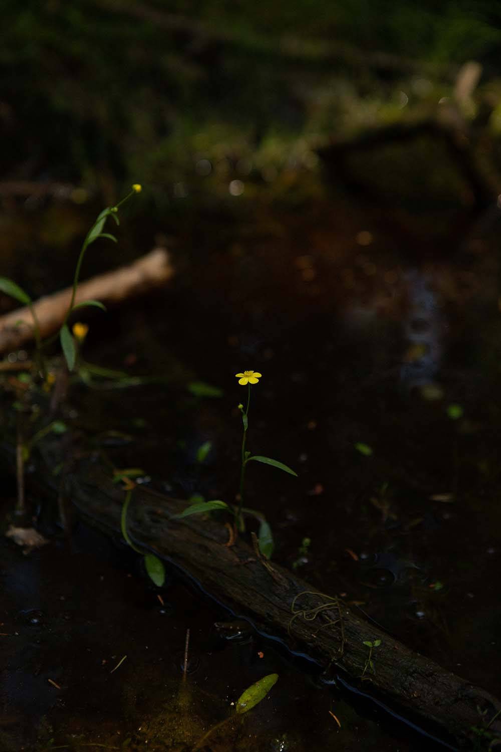 (Fot. Iga Drobisz)