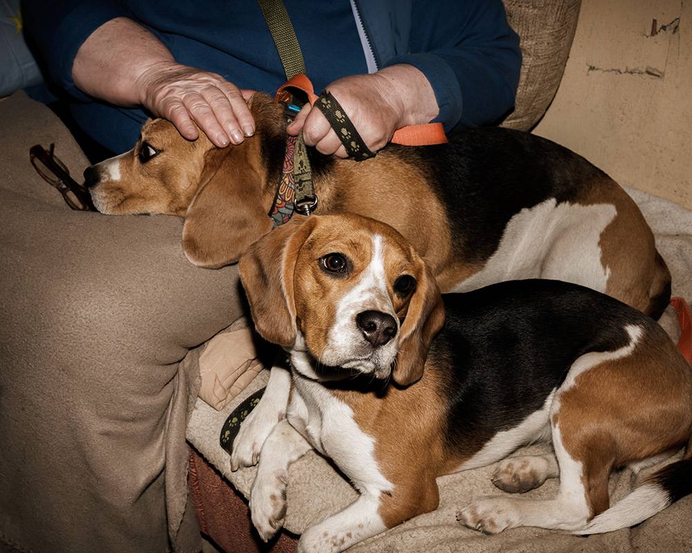 Chelsi i Cherry – dwa beagle przebywające od 28 lutego 2022 roku w schronie, Charków, Ukraina, Fot. Agata Grzybowska dla Gazety Wyborczej