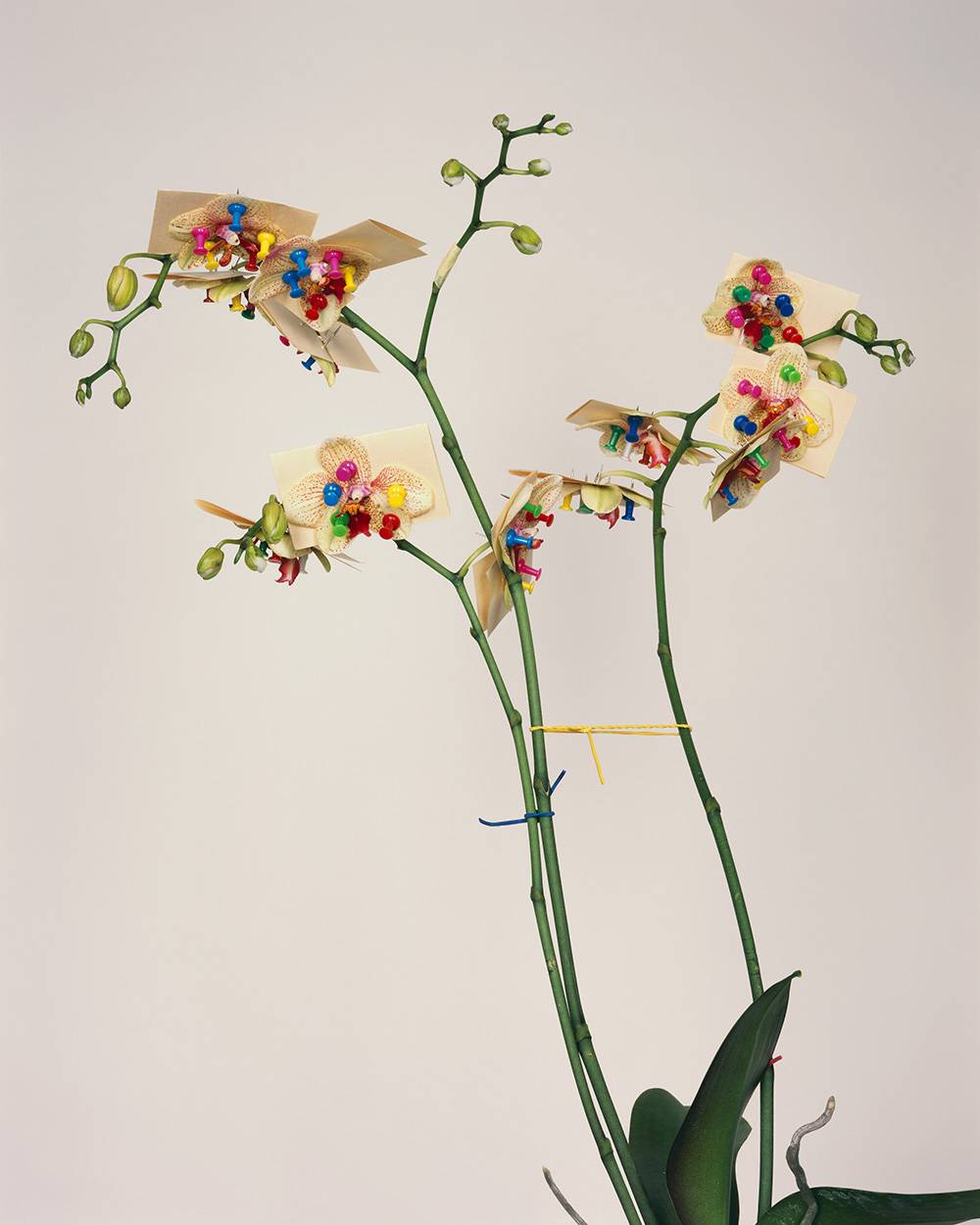 Bownik, Disassembly 3, 2012