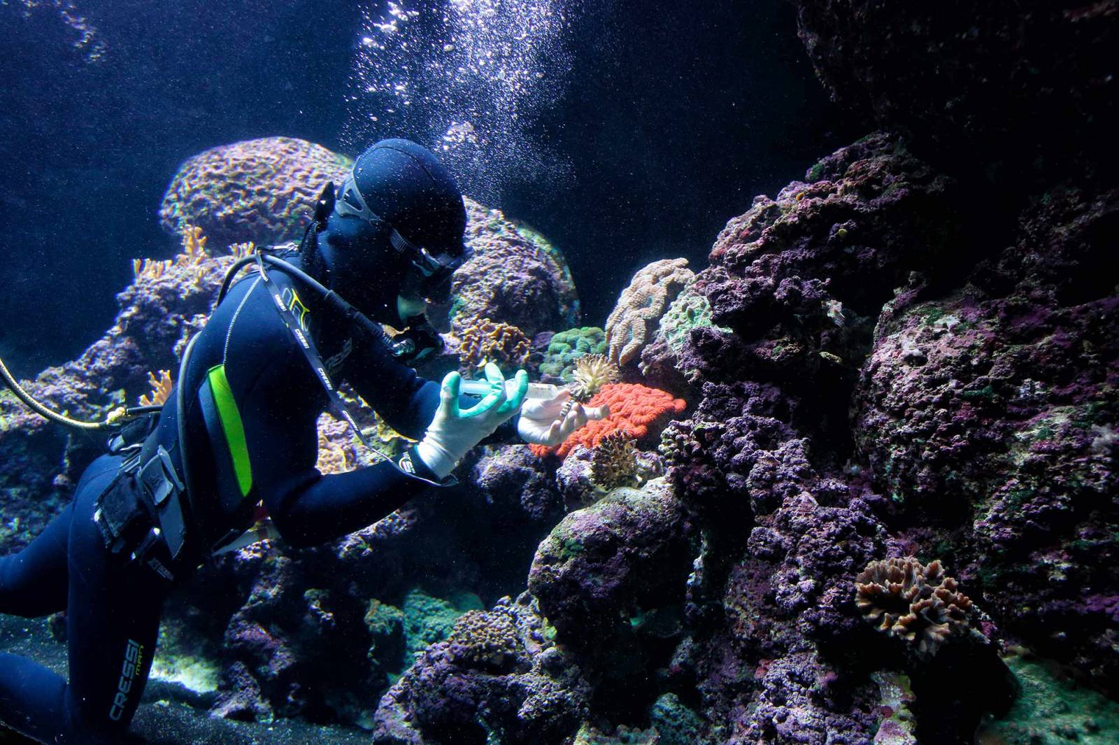Nurek zasadzający koralowiec (Fot. Getty Images)