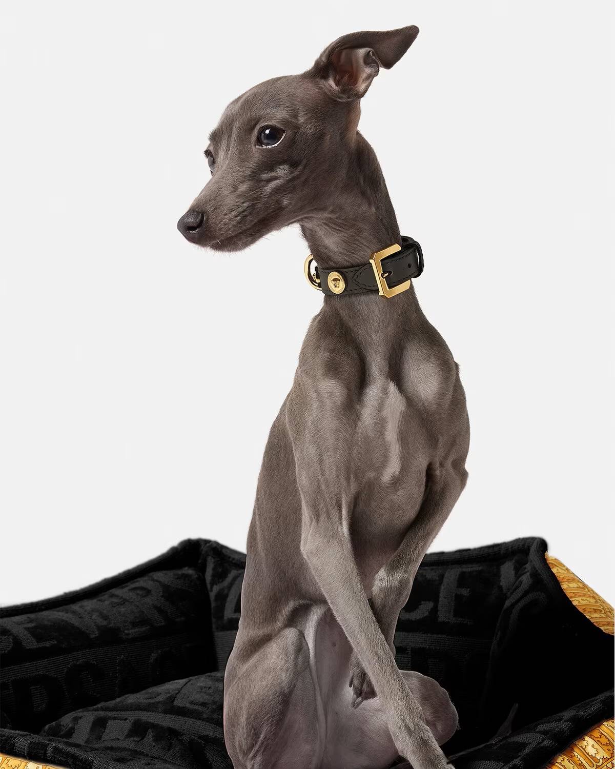 Akcesoria dla psów Versace (Fot. Materiały prasowe)