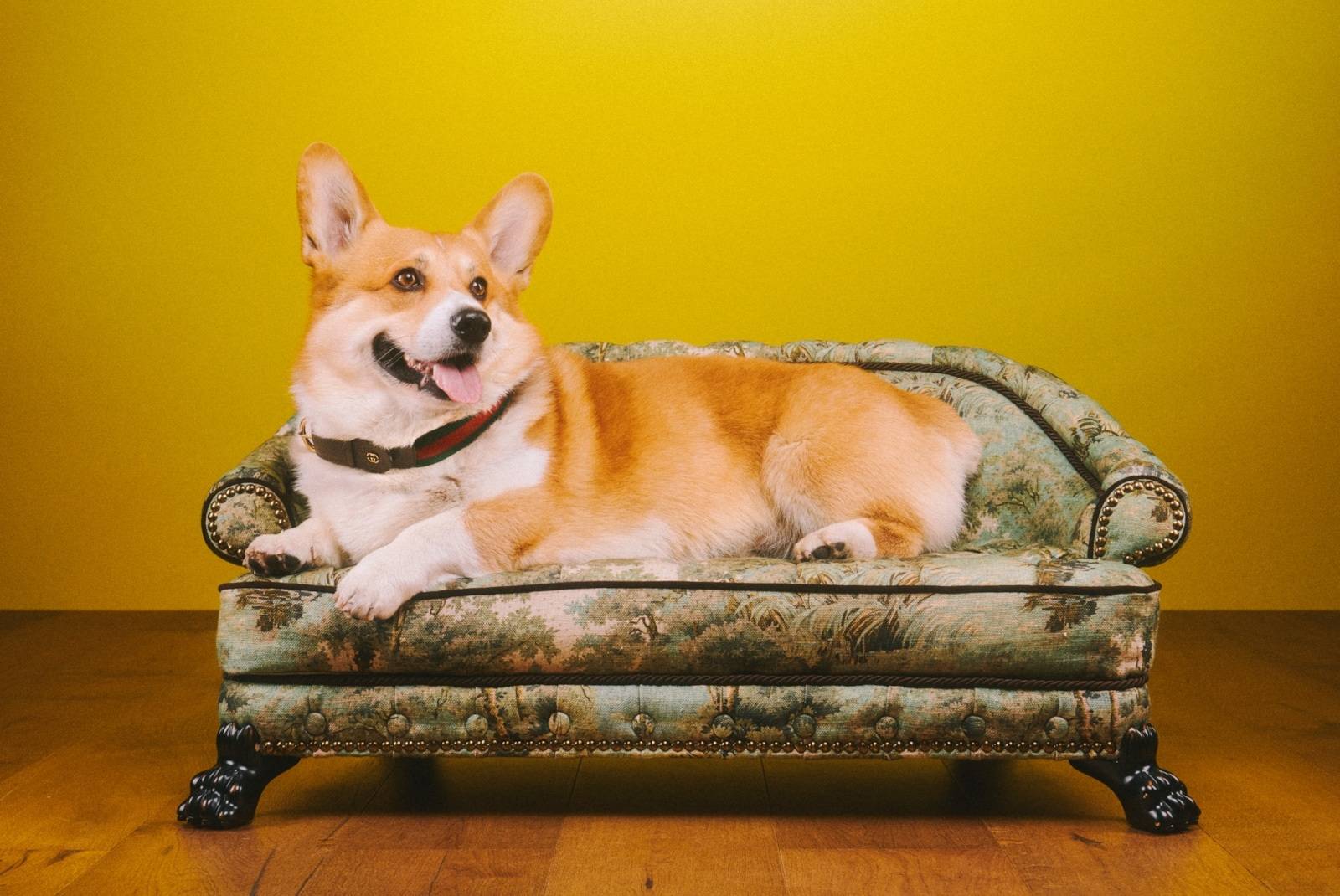 Sofa dla psa Gucci (Fot. Materiały prasowe)