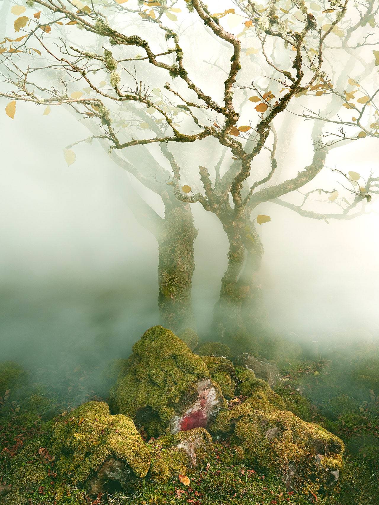 „Tree in Mist”, Fairy Glen, wyspa Skye,Szkocja, 2013
(Fot. Albert Watson)