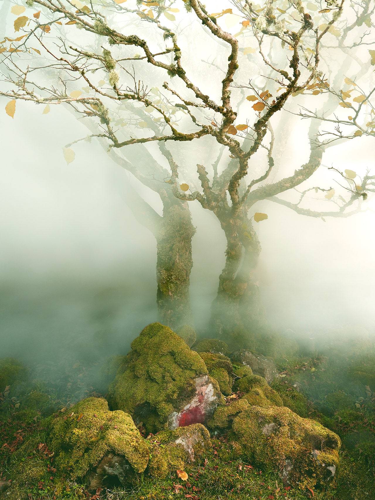 „Tree in Mist”, Fairy Glen, wyspa Skye,Szkocja, 2013
(Fot. Albert Watson)