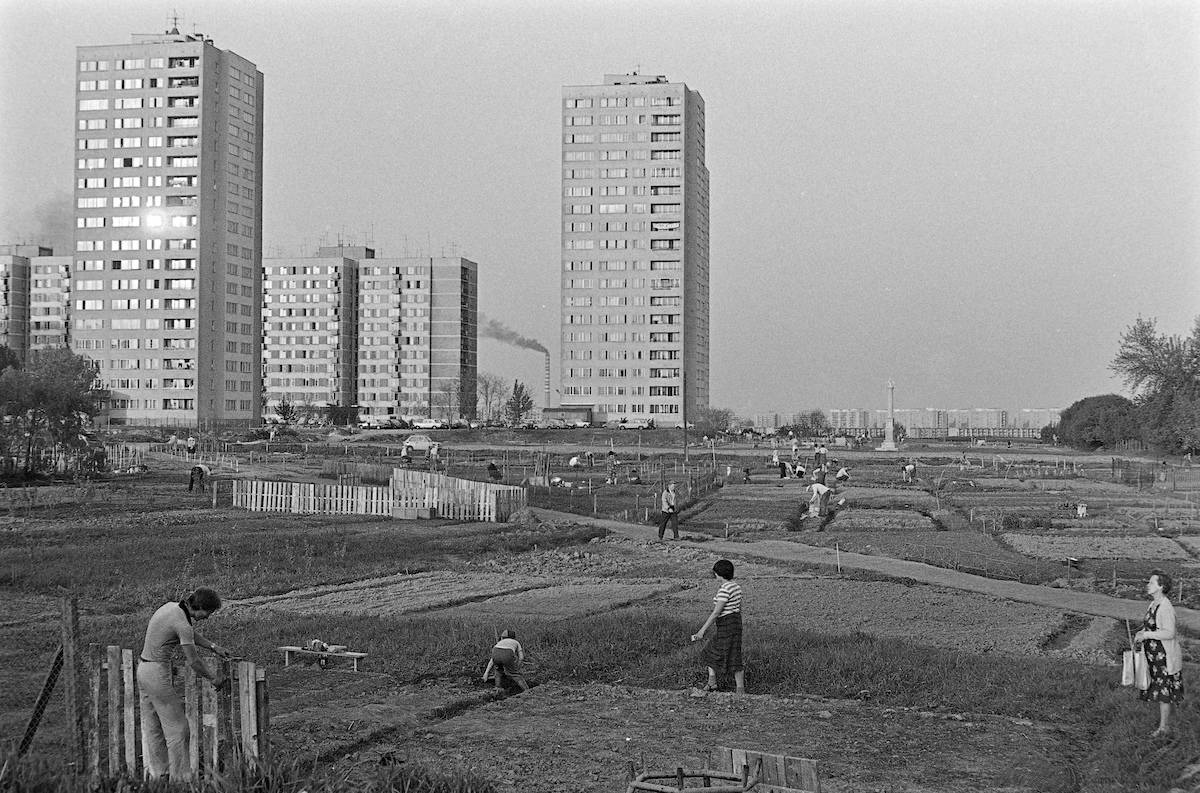 Ogródki działkowe Sadyba, lata 70. (Fot. East News)