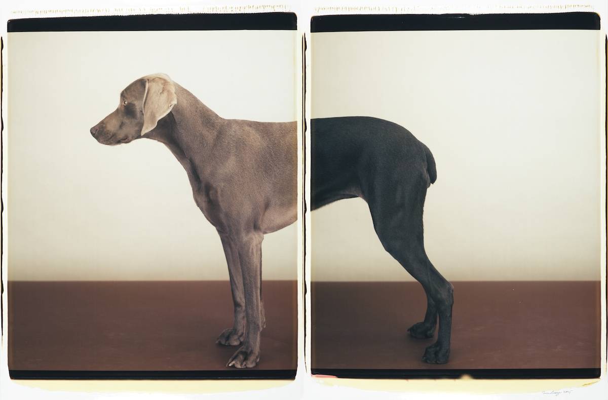 William Wegman Two Tone, 2005 color Polaroid two panels, each 24 x 20 inches (61 x 51 cm) 35 x 49 inches (89 x 124,5 cm) frame, Sperone Westwater, New York