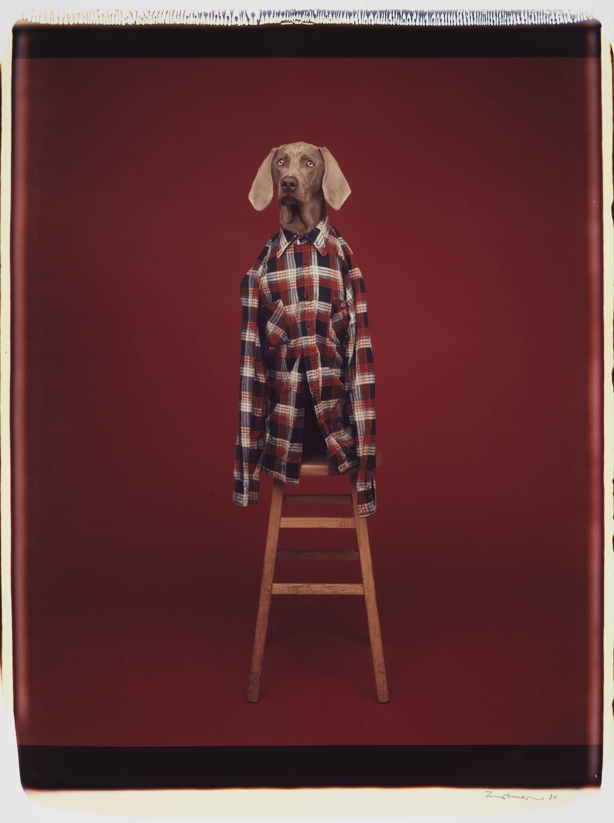 William Wegman Stoolie, 1990 color Polaroid 24 x 20 inches (61 x 51 cm) 35 x 26 1/2 inches (89 x 67 cm) frame, Sperone Westwater, New York