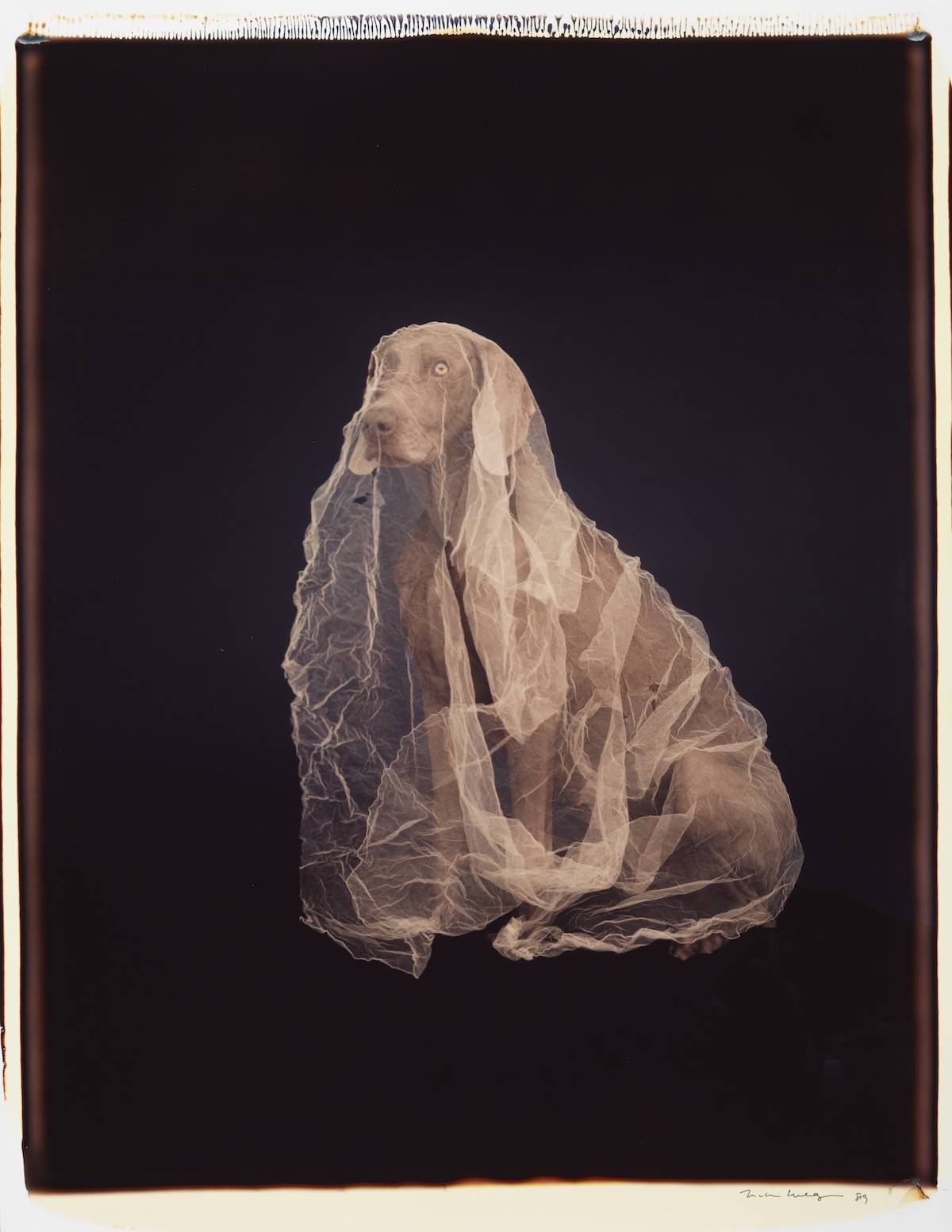 William Wegman, Spirit of Chiffon, 1989, color Polaroid, 24 x 20 inches (61 x 51 cm), 35 x 26 1/2 inches (89 x 67 cm) frame, Sperone Westwater, New York