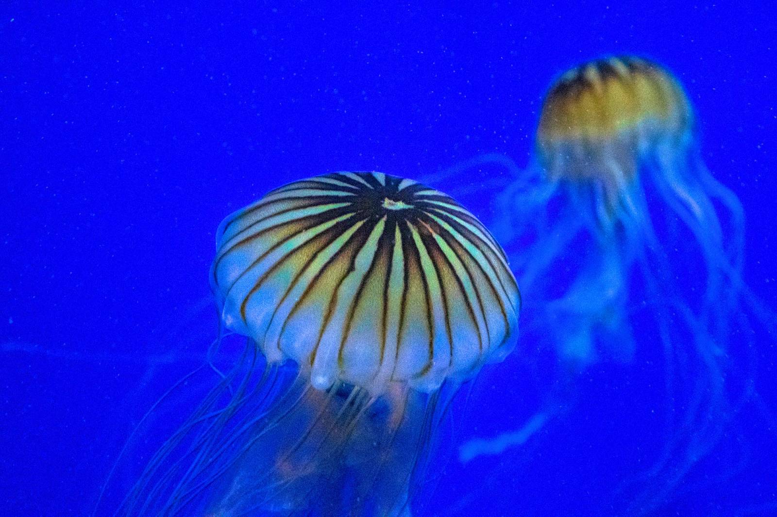 Meduzy (Fot. Photo by Roberto Machado Noa/LightRocket via Getty Images)