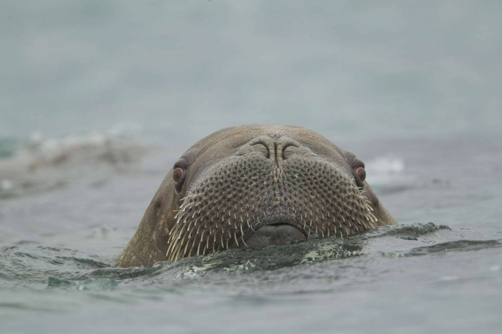 Mors pływający w Atlantyku (Fot: FLPA/Paul Hobson)