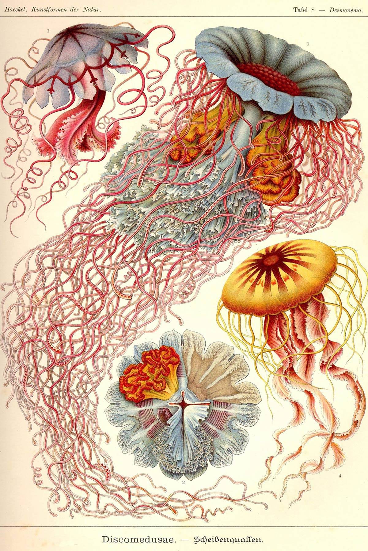 Rycina z ksiązki „Kunstformen Der Natur Ernsta Haeckla (Buyenlarge/Getty Images)