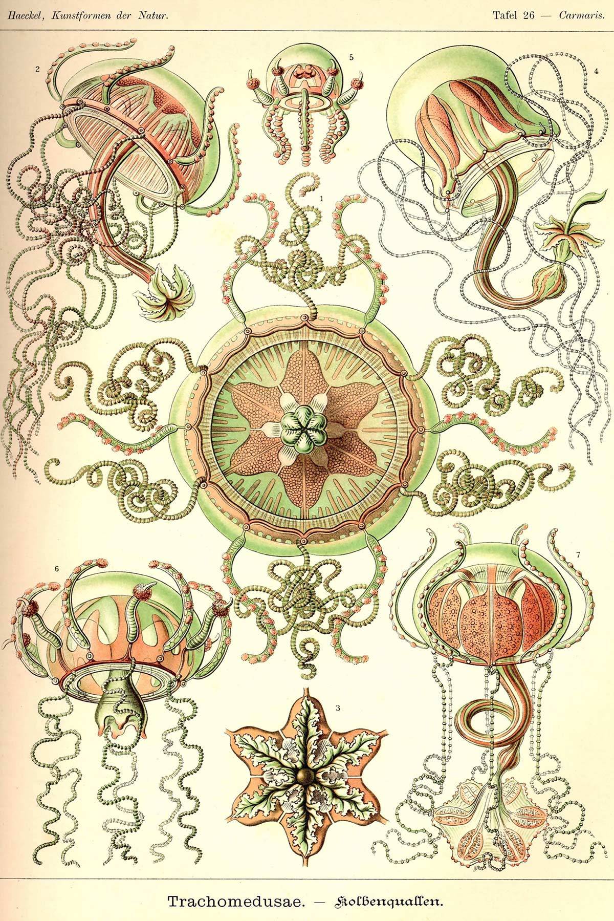 Rycina z ksiązki „Kunstformen Der Natur Ernsta Haeckla (Buyenlarge/Getty Images)