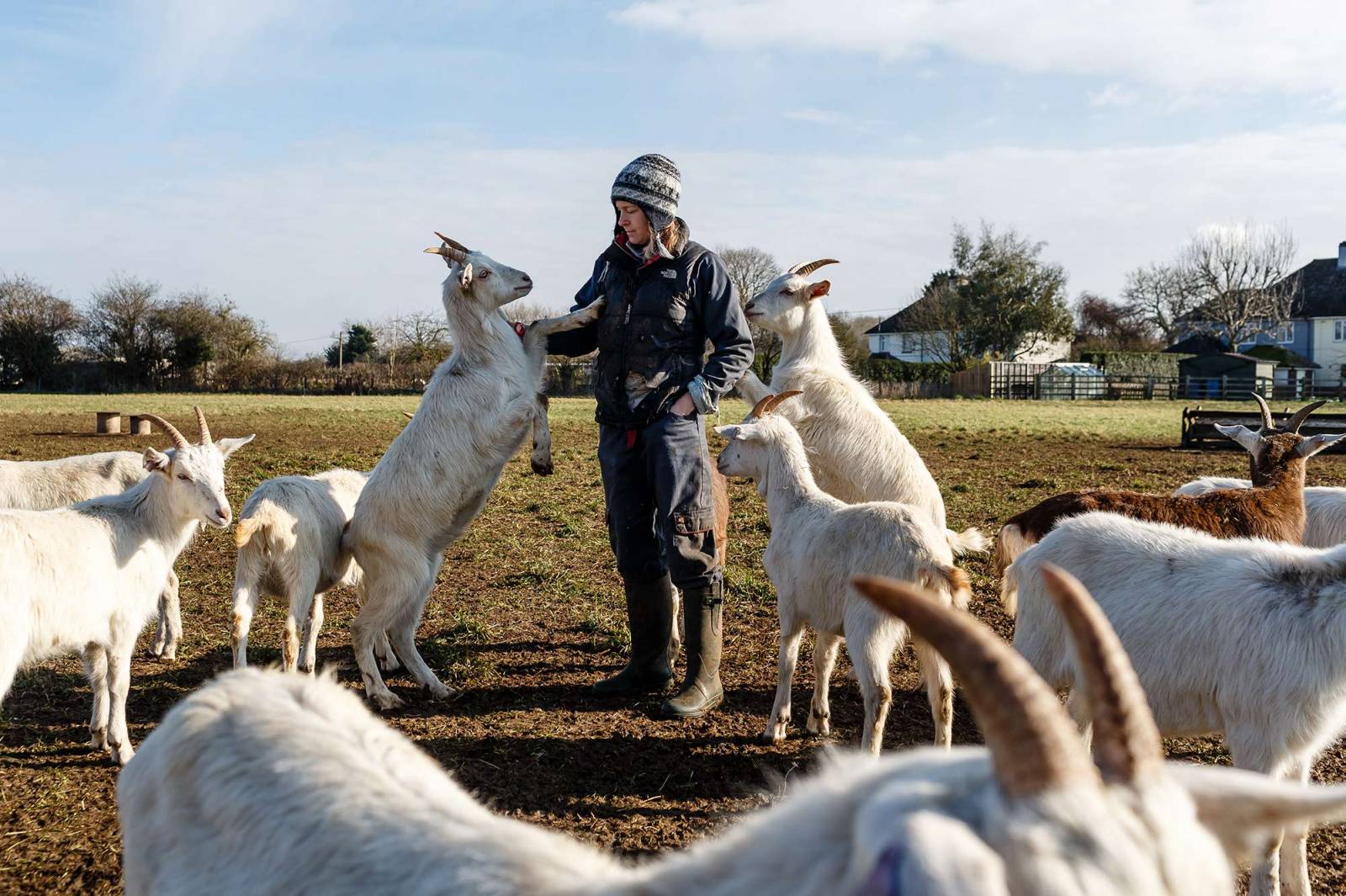 Kozy na wolnym wybiegu (Fot. Getty Images)