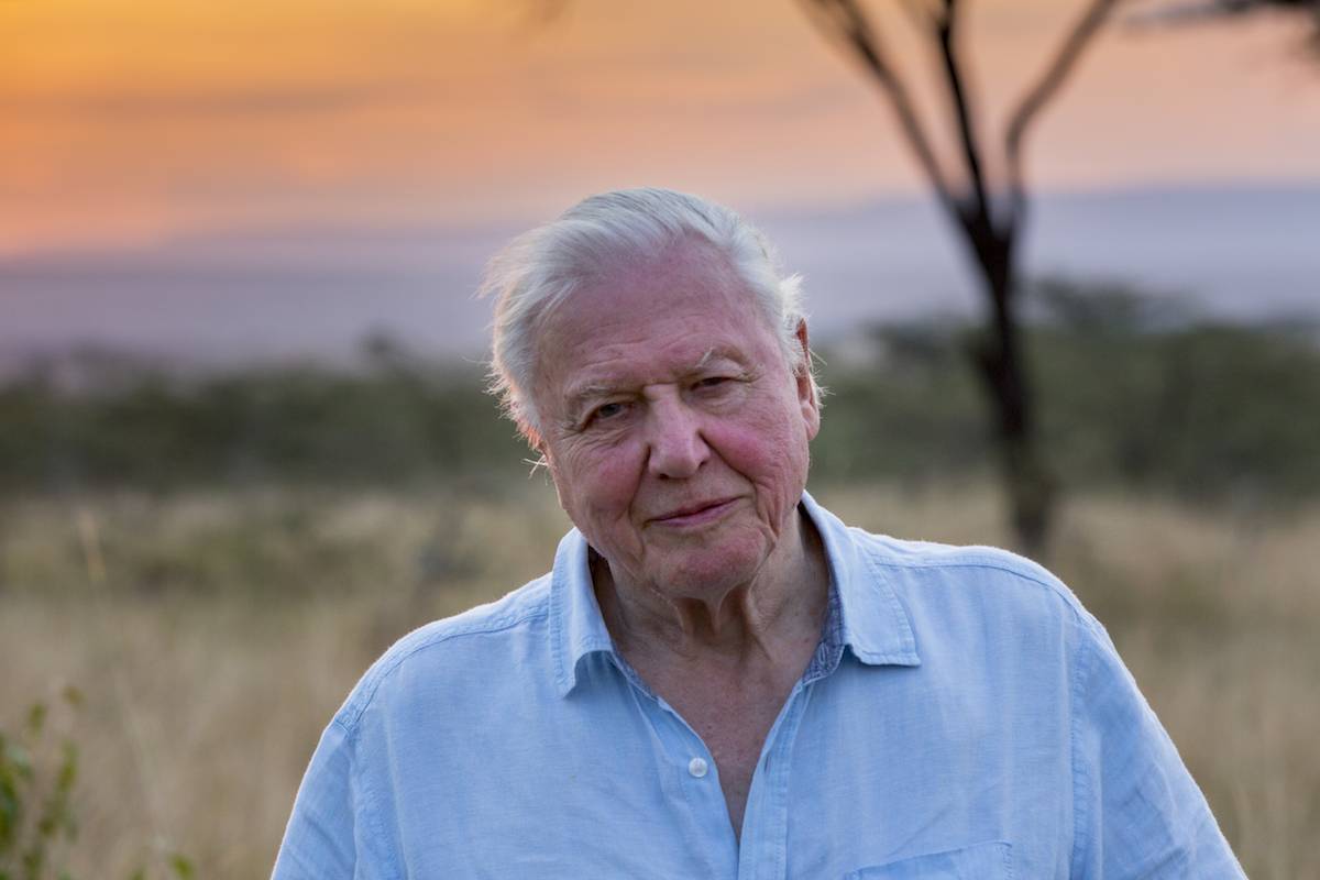 David Attenborough w filmie Nasza planeta (Fot. Materiały prasowe Netflix)