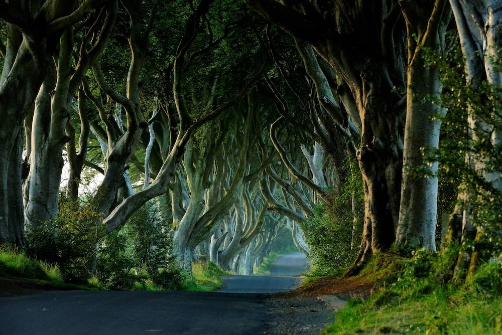 Dark Hedges (Fot. Getty Images)