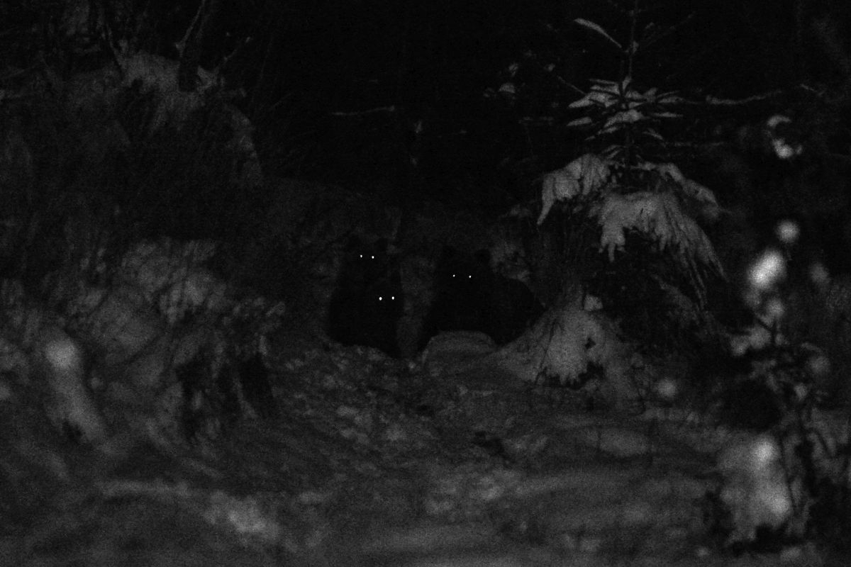 Bartłomiej Jurecki, „Tygodnik Podhalański”. Zakopane. Tatrzańskie niedźwiedzie coraz częściej podchodzą pod domostwa w poszukiwaniu żywności. (Grand Press Photo)